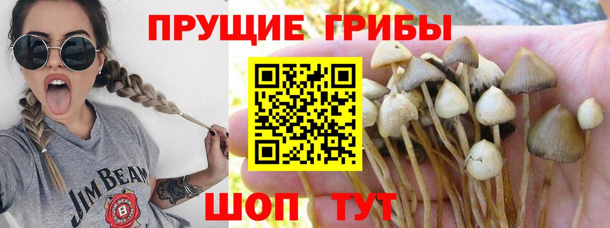 Псилоцибиновые грибы мицелий Светлоград